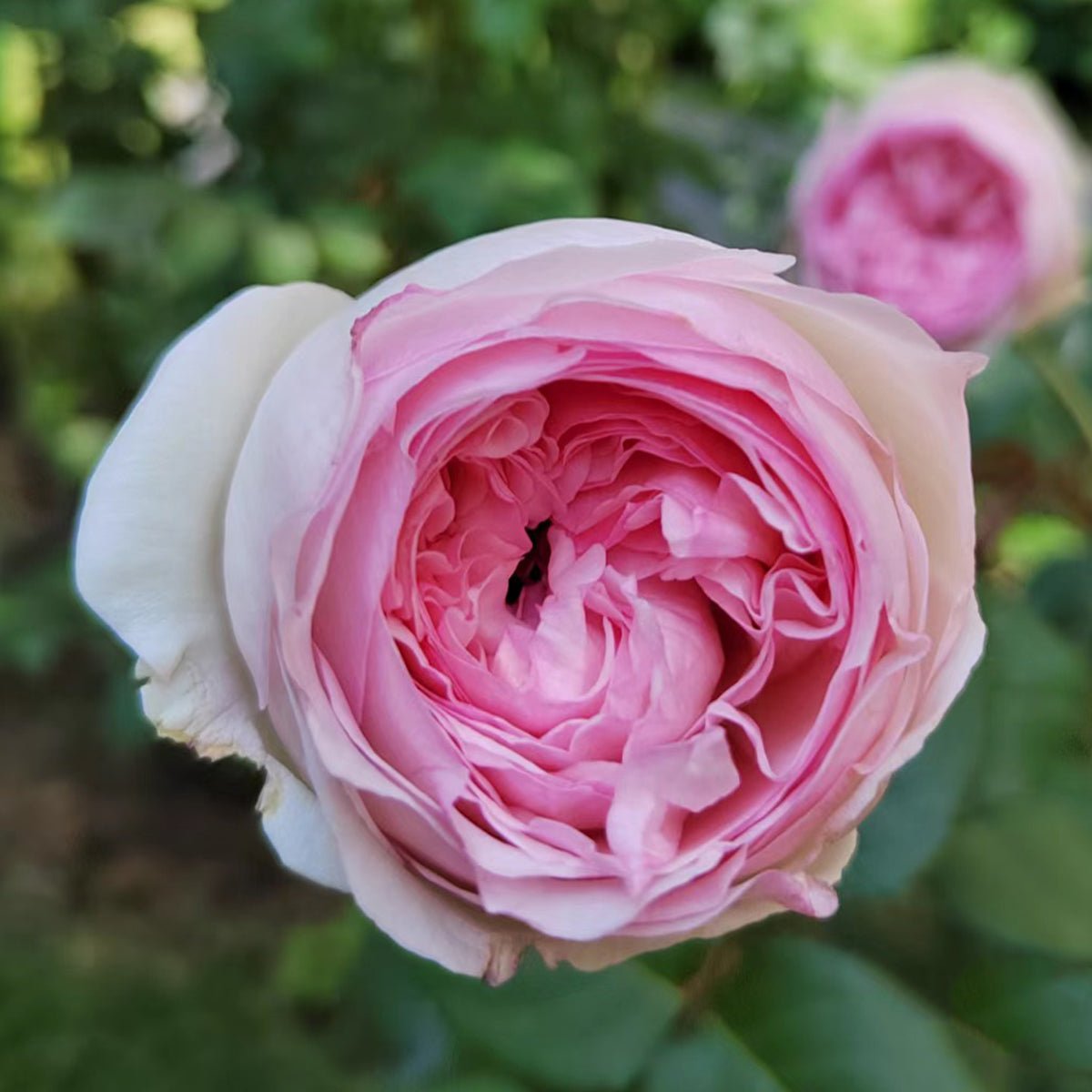 Yves L'esprit de Fille Japanese Florist Shrub Rose – Highgarden Roses