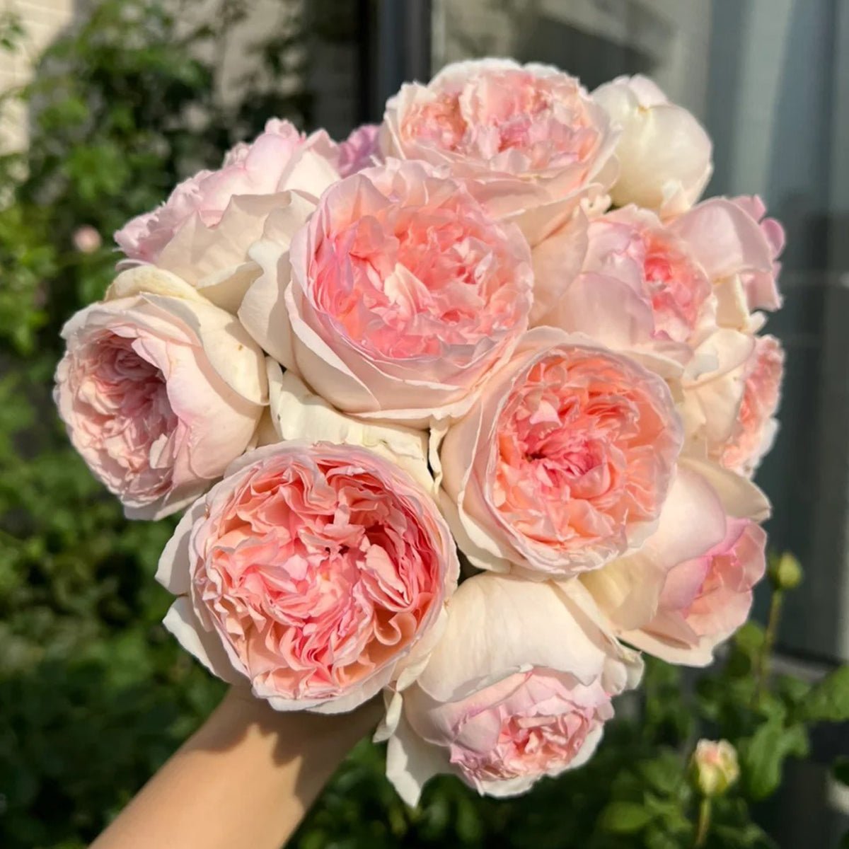 Yves L'esprit de Fille Japanese Florist Shrub Rose – Highgarden Roses