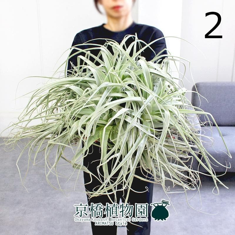 【現品】チランジア・ストラミネア　クランプ（2） fit=scale-down,w=1200