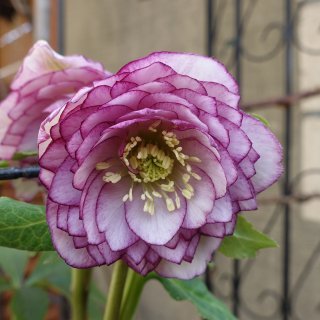 広瀬園芸 - クリスマスローズ・多肉shop 涼花(SUZUKA)